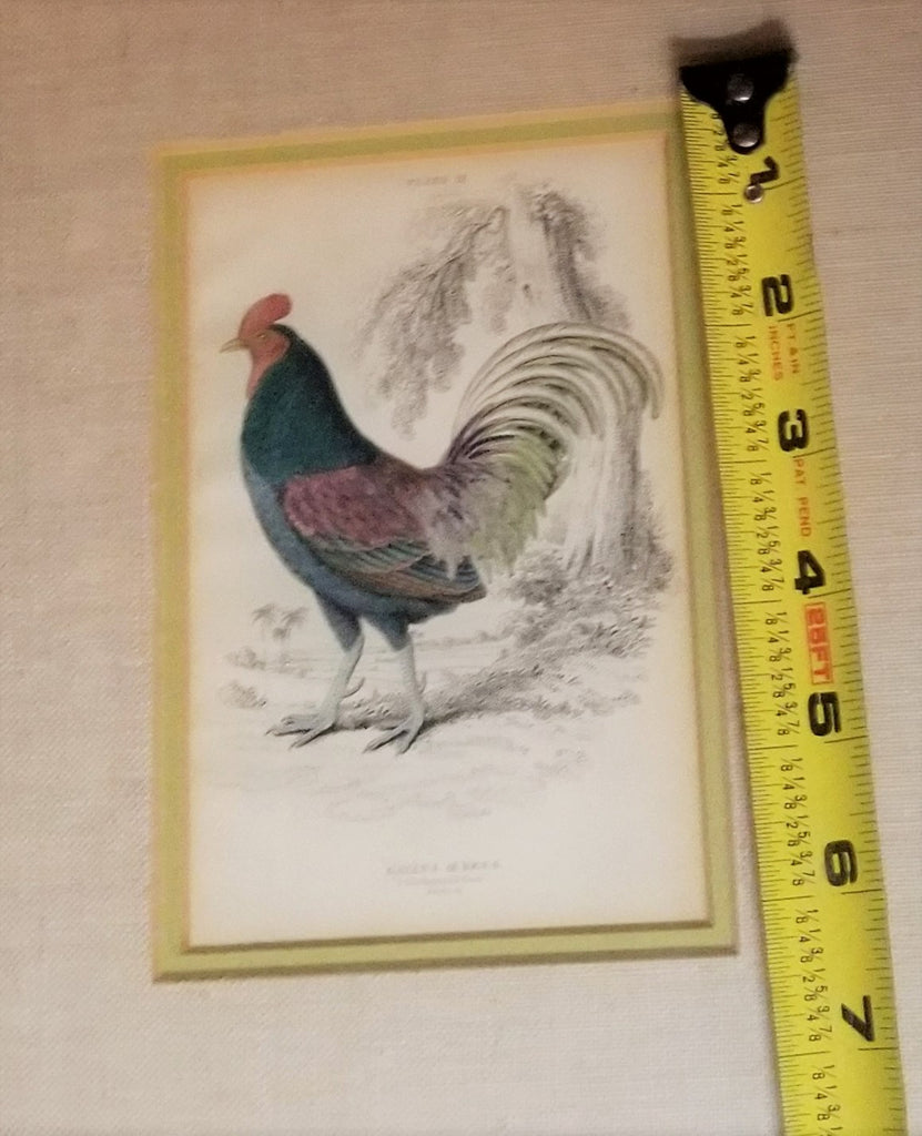 1830s Framed Bronzed Cock Original Jardine Bird Engraving