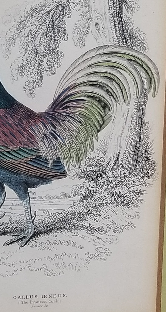1830s Framed Bronzed Cock Original Jardine Bird Engraving