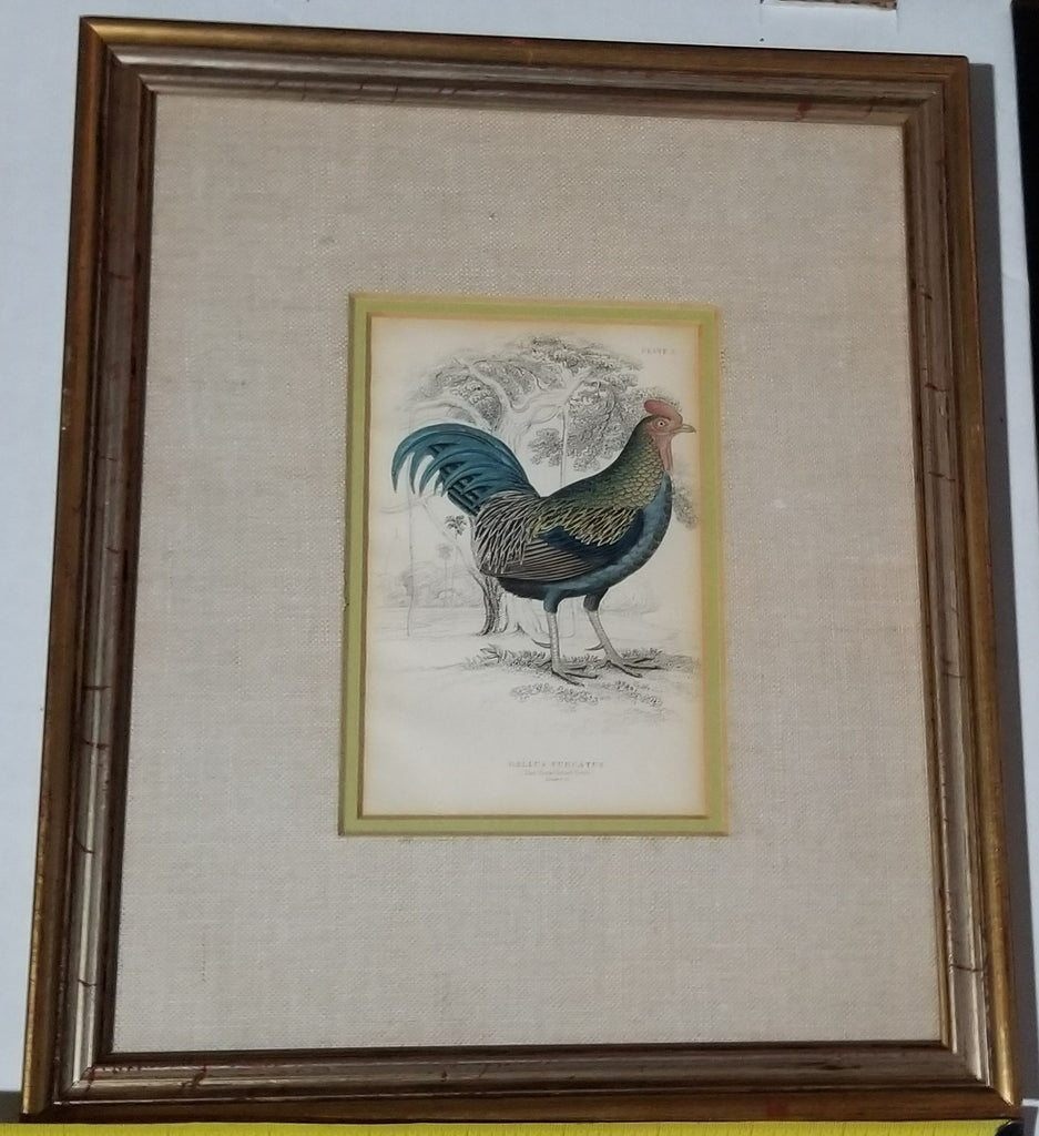 1830s Framed Fork Tailed Cock Original Jardine Bird Engraving