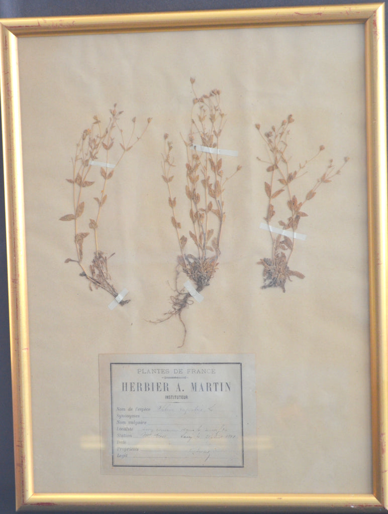 French Framed Herbier Botanical Set of 5