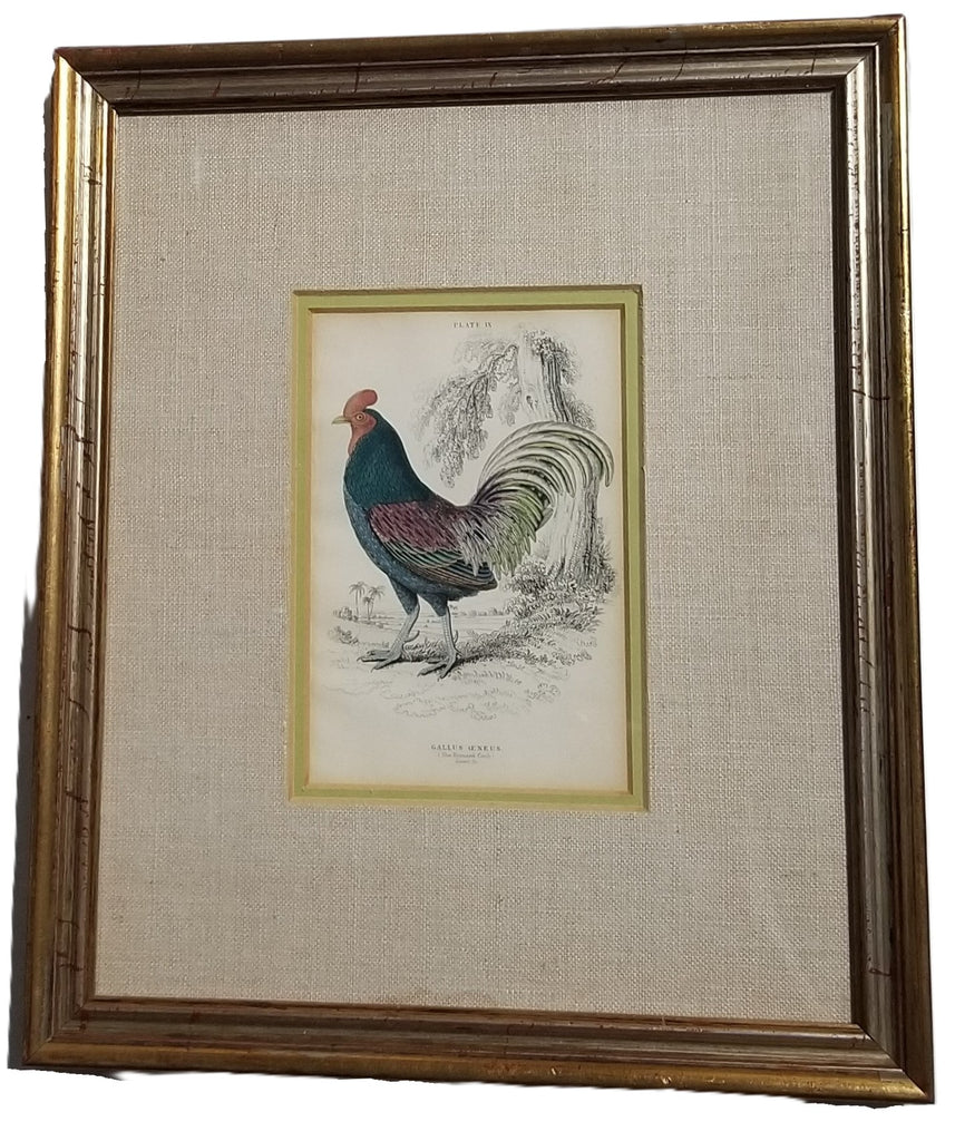 Hand Colored Engraving 1830s Original Framed Bronzed Rooster Bird By Jardine