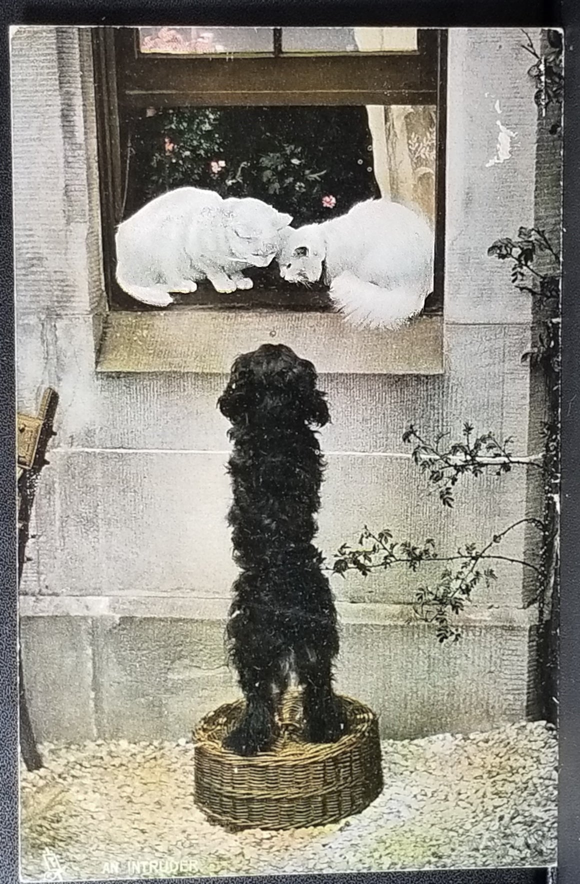 Animal Postcard Black Fur Dog Visiting Two White Cats in Window "The Intruder" Raphael Tuck Photochrome Card