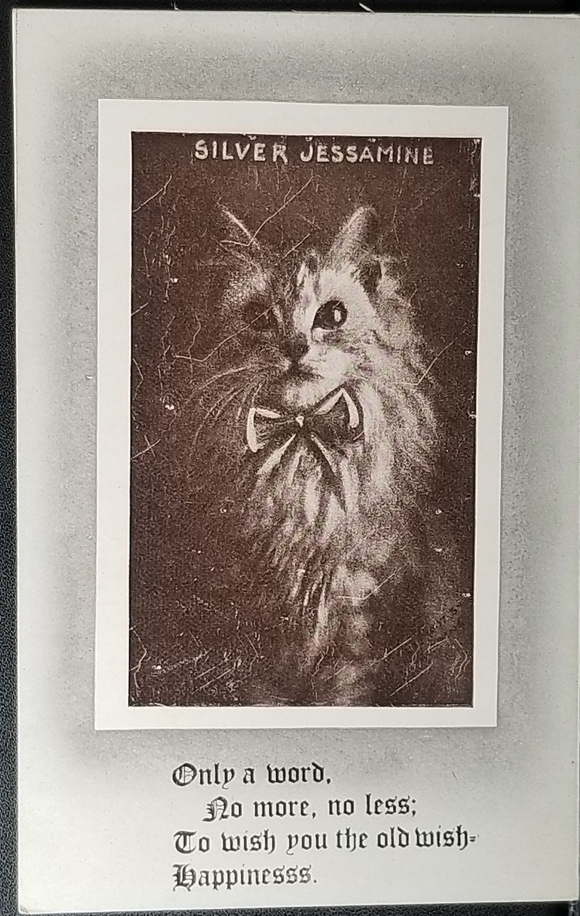 Cat Postcard Little Kitten Wearing Bowtie Silver Jasmine Only a Word No More No Less