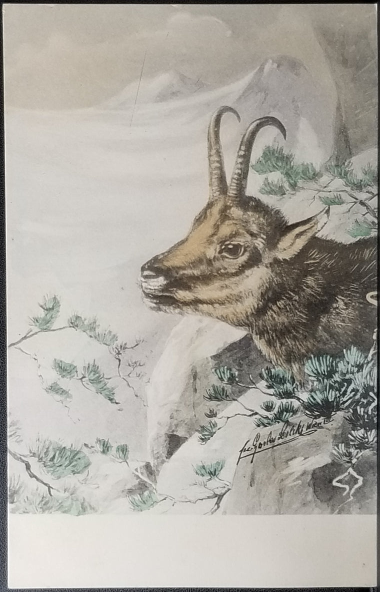 Artist Signed Hand Colored 1900s Postcard Alpine Chamois Deer Austrian Alps