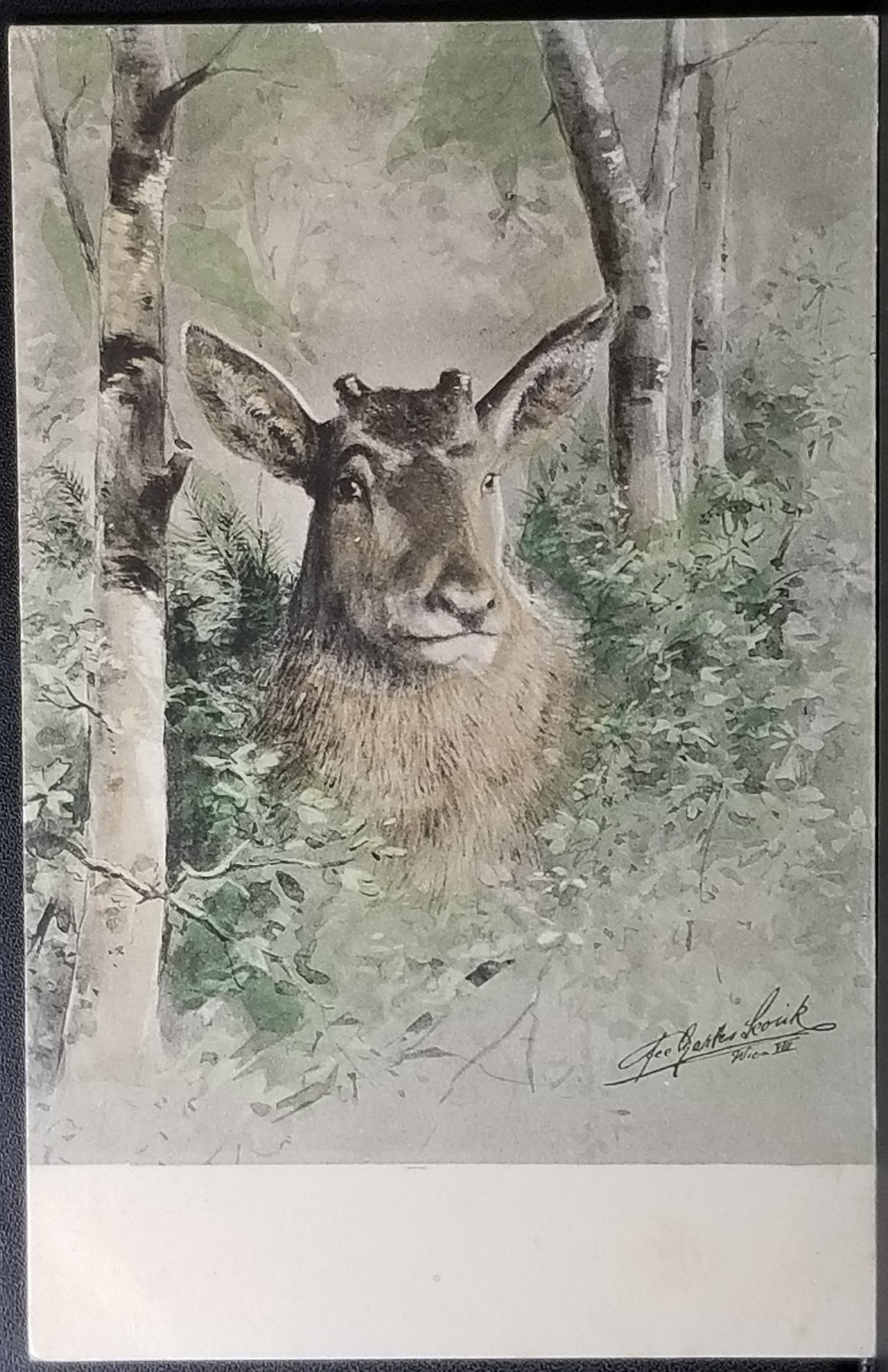 Hand Colored 1900s Postcard Large Alpine Deer in Bushes Austrian Alps Artist Signed