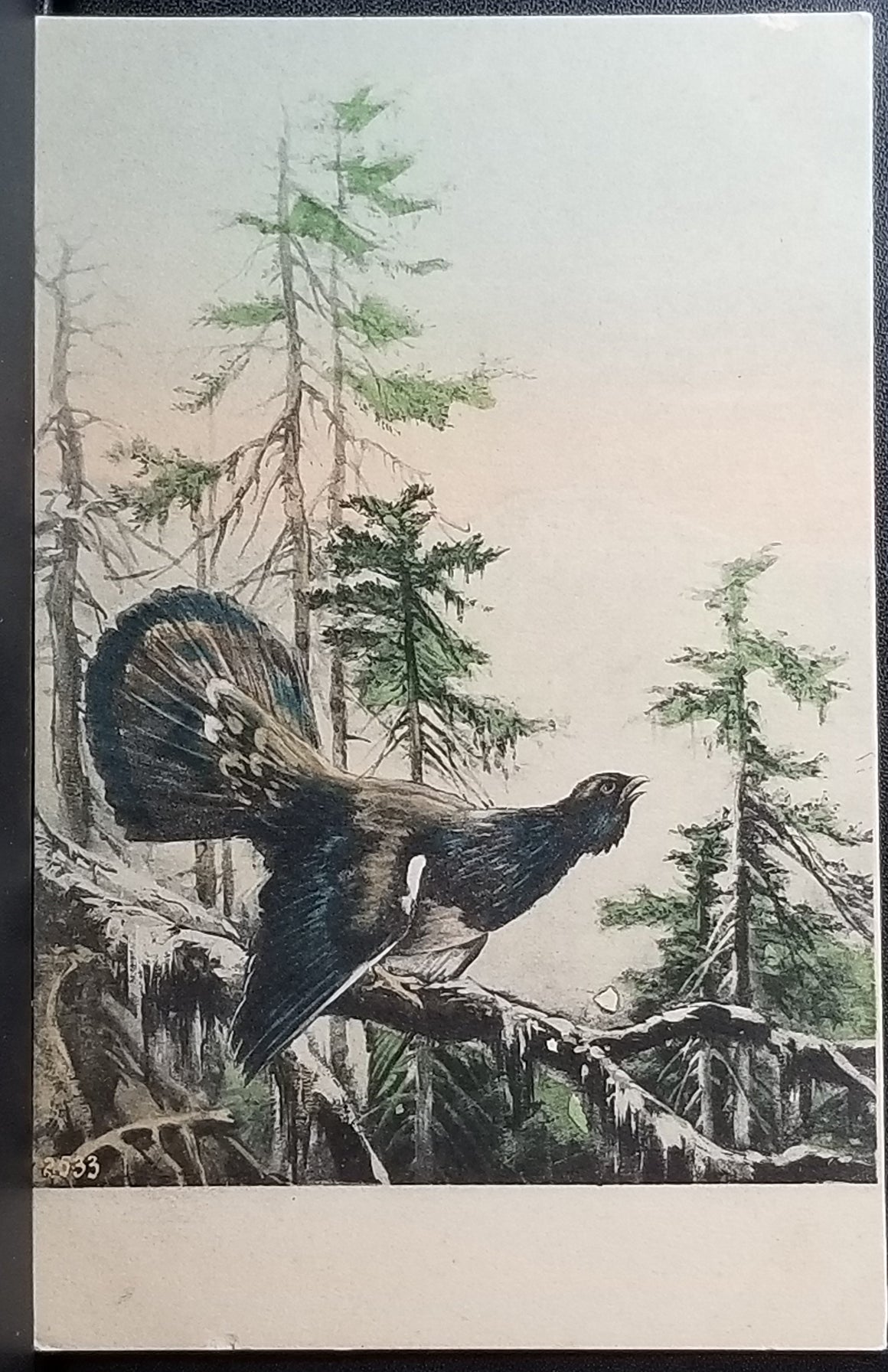 Hand Colored 1900s Postcard Austrian Courting Capercaillie Mountain Backdrop