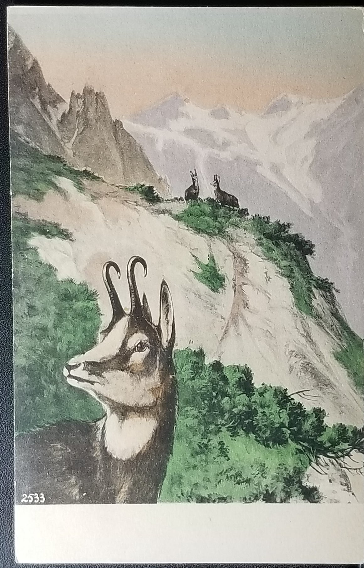 Hand Colored 1900s Postcard Austrian Alps Mountain Goat