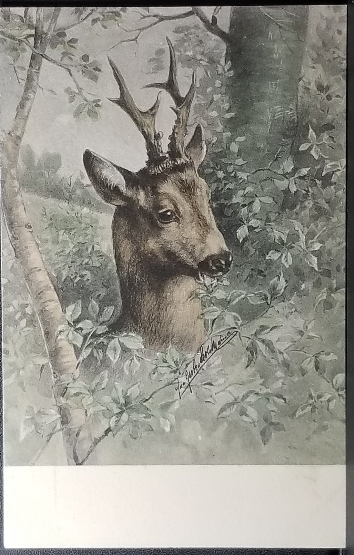 Hand Colored 1900s Postcard Austrian Alps Deer Eating Shrubs Series 626 Artist Signed