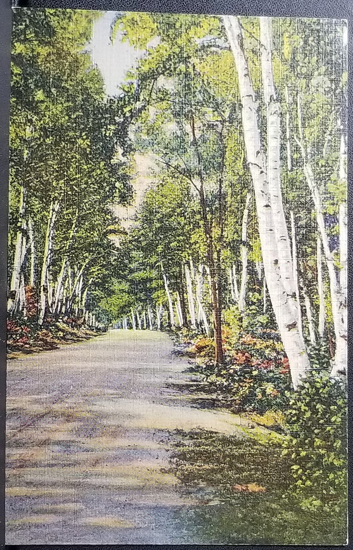 Scenic Postcard New Hampshire Birch Road White Mountains NH View