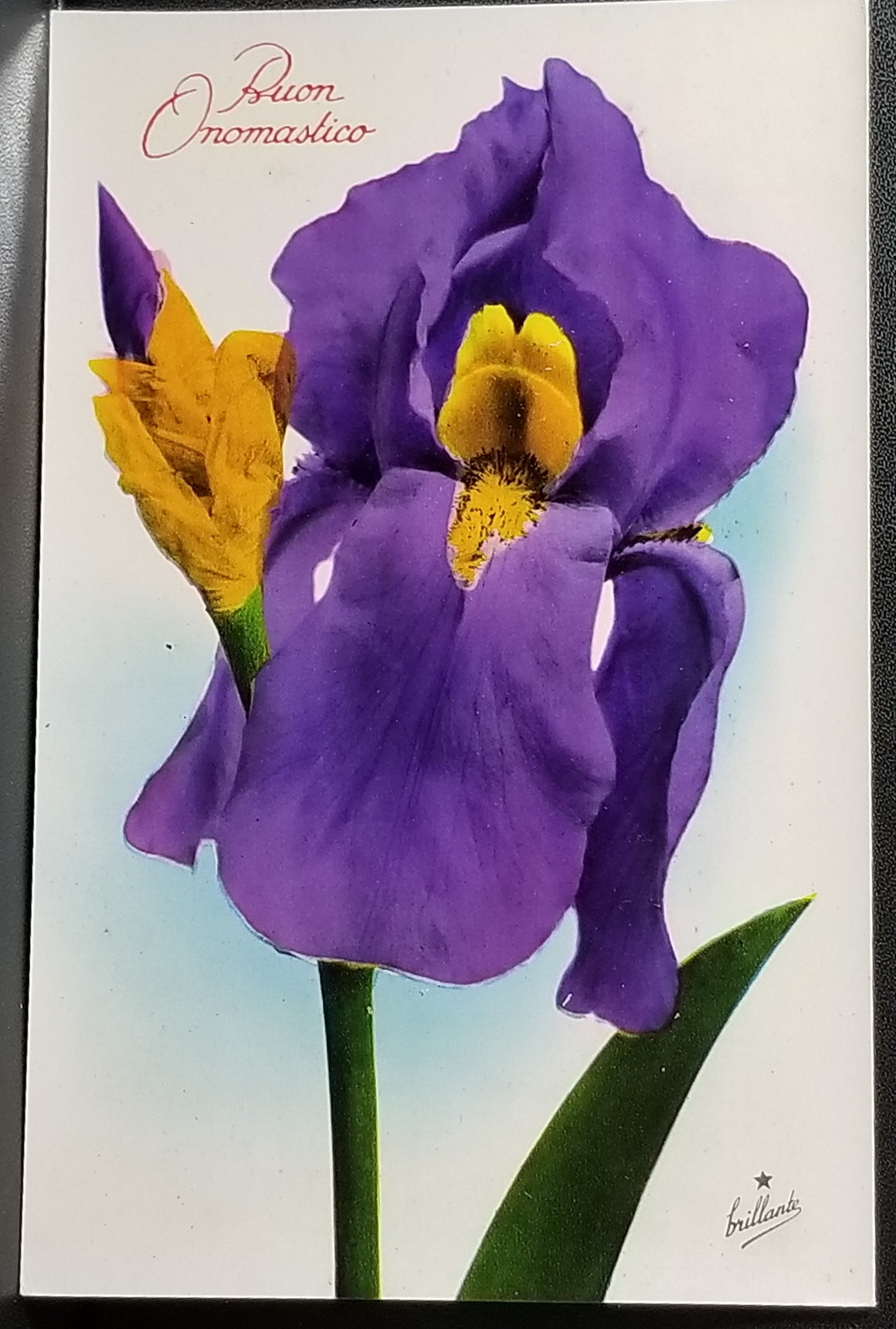 Birthday Flower Postcard Italian Name Day Purple Irises Series 814 Made in Italy