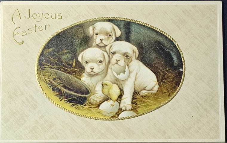 Joyous Easter Postcard Three White Pug Puppies Embossed Baby Chick