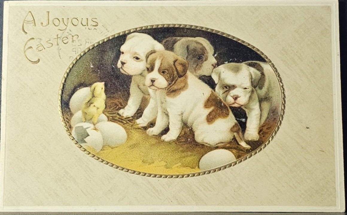 Joyous Easter Postcard Four Boxer Puppies Embossed Baby Chick