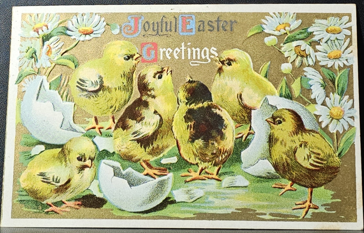 Easter Postcard Embossed Baby Chicks Breaking from Eggs Daisies Border with Gold Background