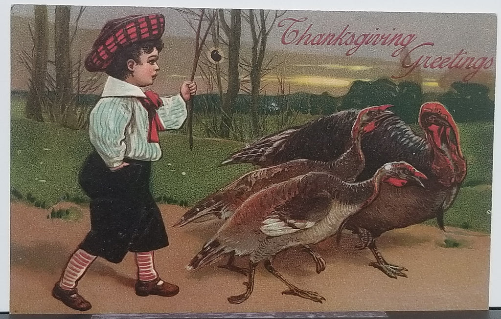 Thanksgiving Postcard Embossed Little Boy Walking Group of Turkeys PFB Pub. Series 8429