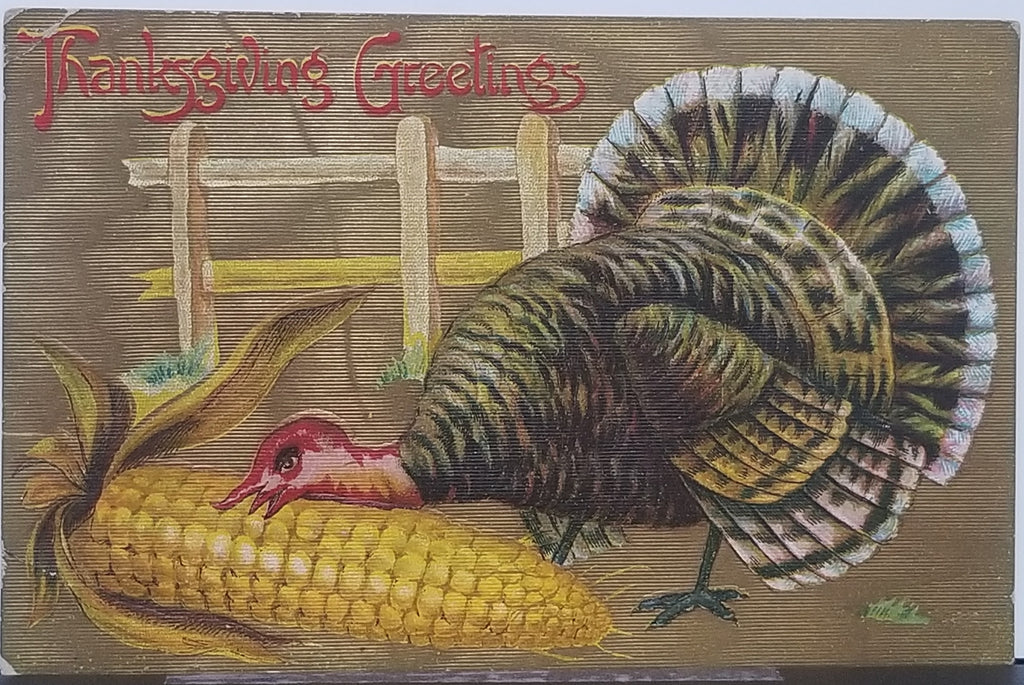 Thanksgiving Postcard Embossed Turkey Eating Large Corn on Cob Gold Background