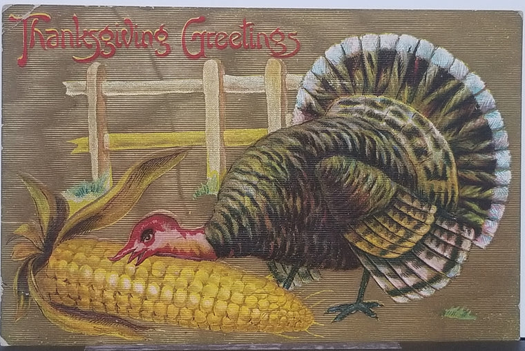 Thanksgiving Postcard Embossed Turkey Eating Large Corn on Cob Gold Background