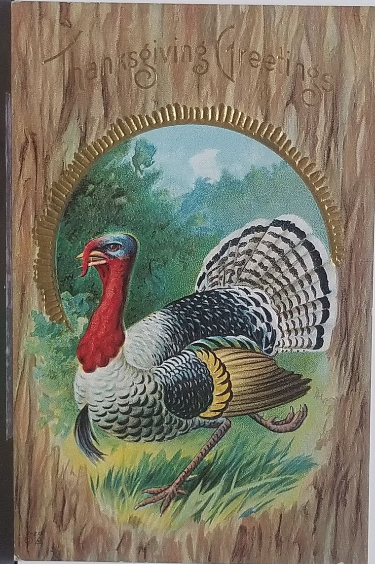 Thanksgiving Postcard Embossed Lone Turkey White Feathers Gold Embossed Series 7-20