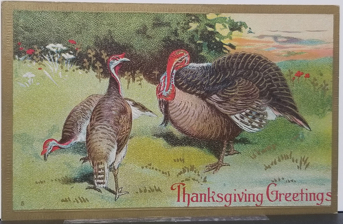 Thanksgiving Postcard Embossed Turkeys In Field Large Gobbler Gold Trimmed Edge