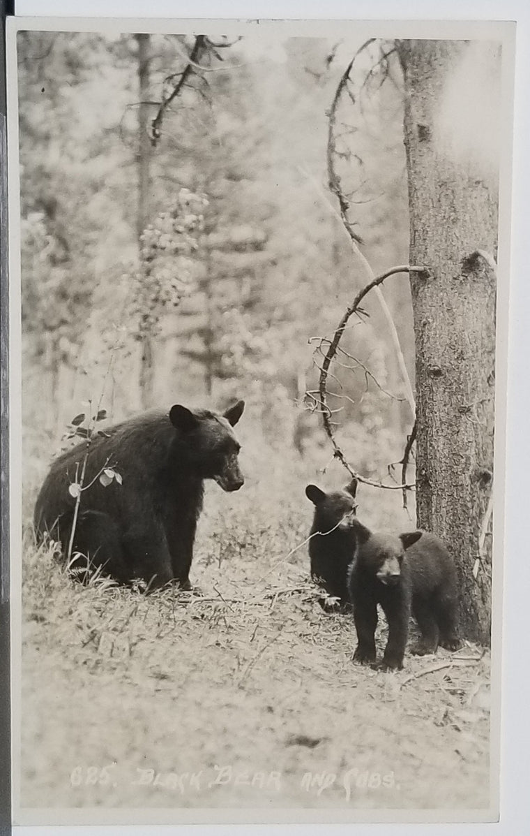 RPPC Real Photo Postcard Mama Black Bear & Cubs Byron Harmon Banff Photographer for Canadian Railway