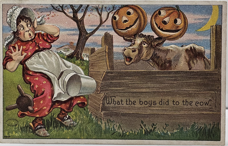 Halloween Postcard Woman Scared by Cows with JOL's on Horns Boys Prank Julius Bien Series 9804