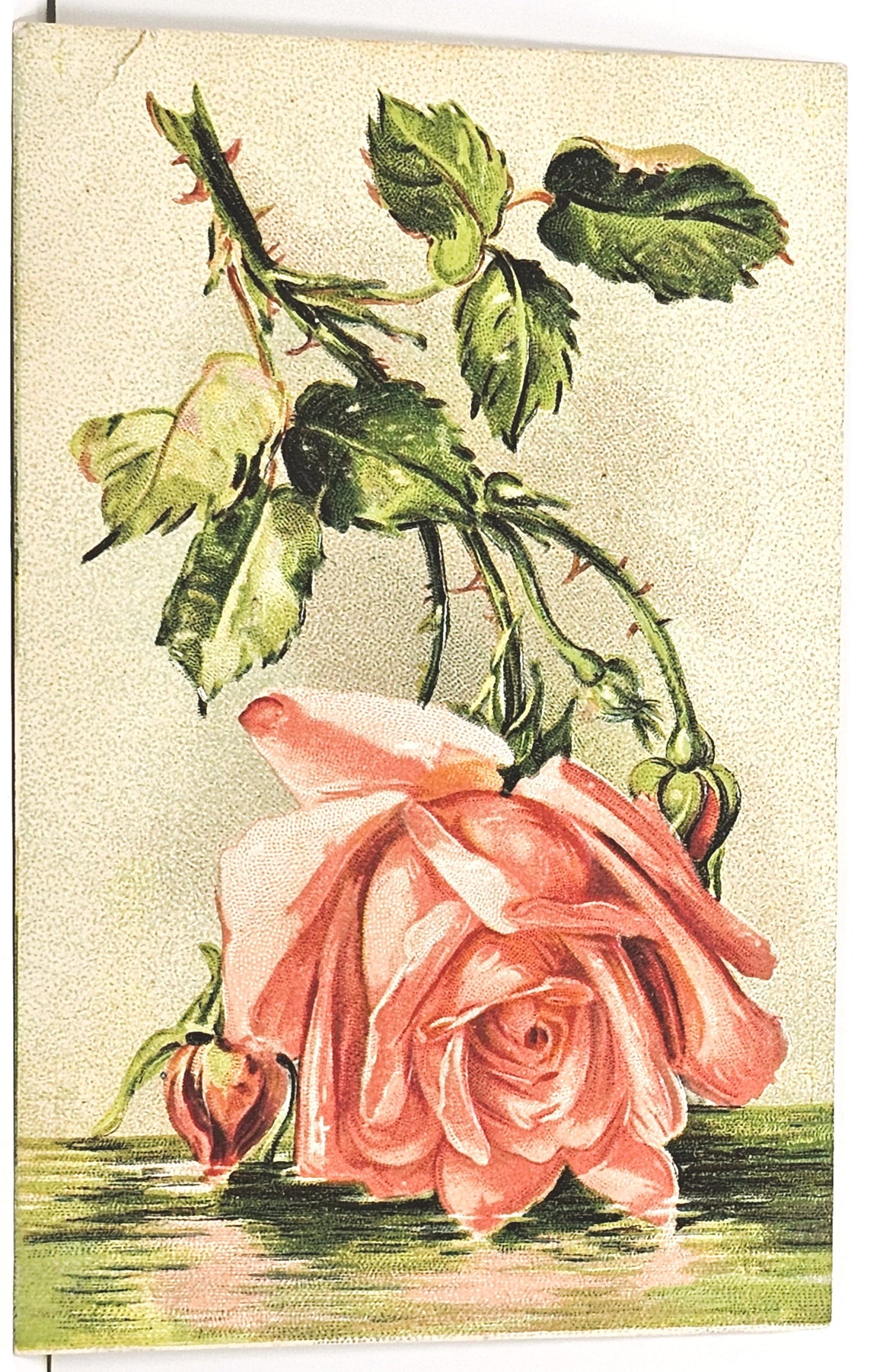 Flower Postcard Pink Rose Above the Water Made in Germany