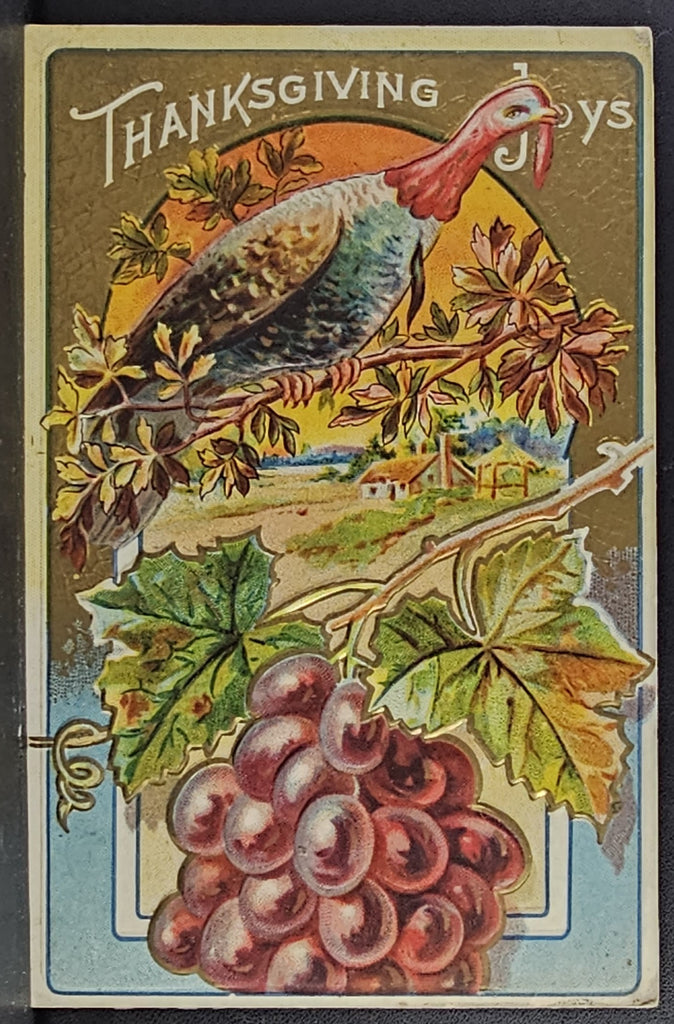 Thanksgiving Postcard Turkey Roosting Above Hanging Purple Grapes Fall Harvest Background