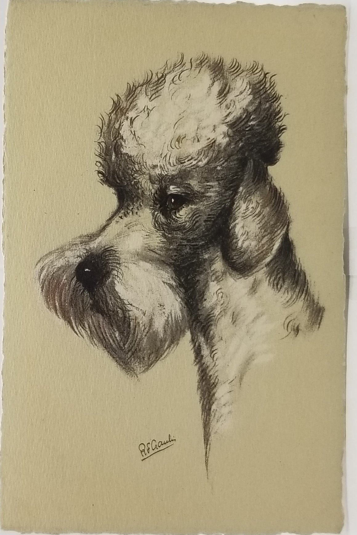 Dog Postcard Artist R.F. Gaulin Switzerland Portrait of Poodle Series No 120