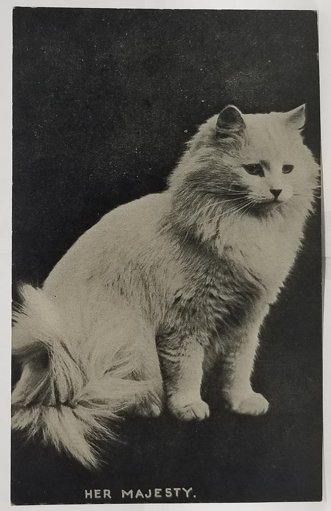 Her Majesty RPPC Style White Turkish Angora Posing Cat Postcard