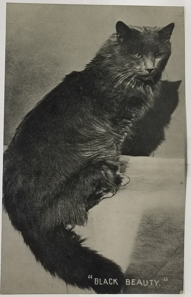 Black Beauty RPPC Style Black Turkish Angora Posing Cat Postcard