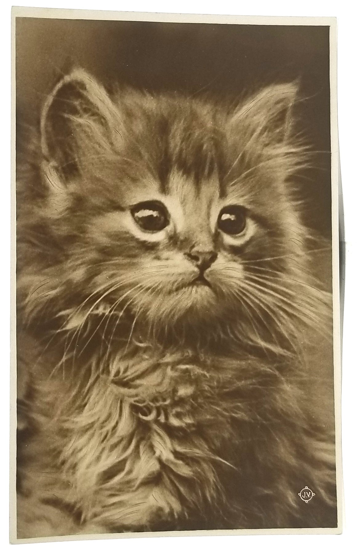 Cat Postcard Little Kitten Posing for Camera RPPC Style Long Haired Cutie 1910s Sepia Portrait Card