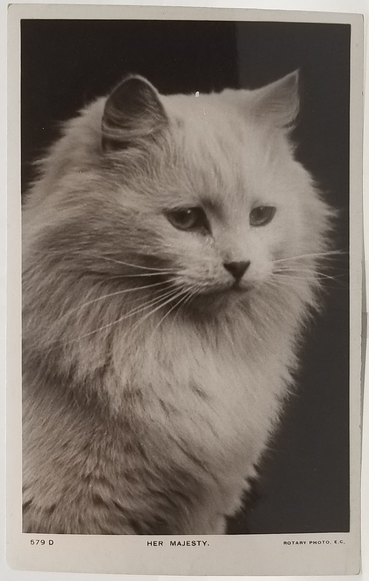 Her Majesty RPPC Style Rotograph White Turkish Angora Posing Cat Postcard