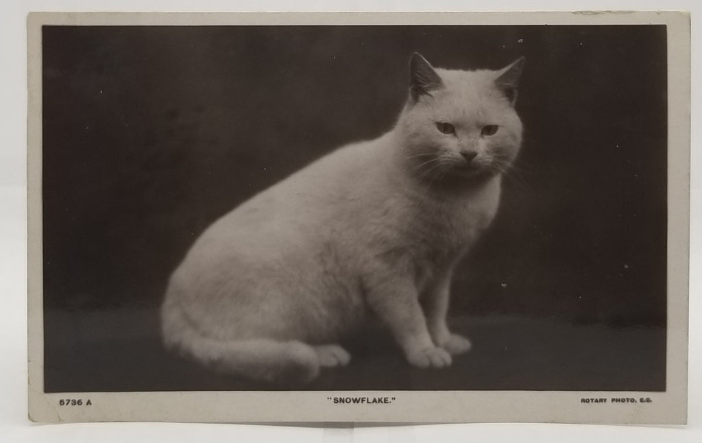 RPPC Style Rotograph White Posing Cat Postcard Snowflake