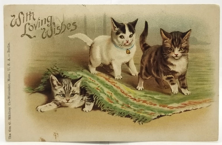 Cat Postcard Artist Helena Maguire Three Kittens Playing Under Rug Early Undivided 1907