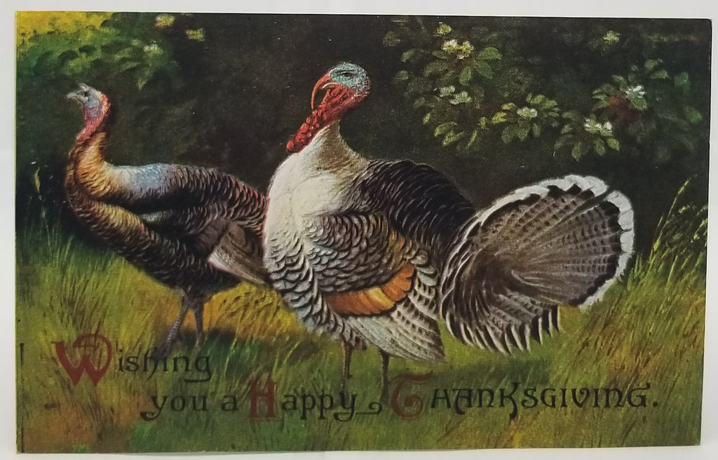 Thanksgiving Postcard Turkey Birds in the Grass Two Gobblers IAP