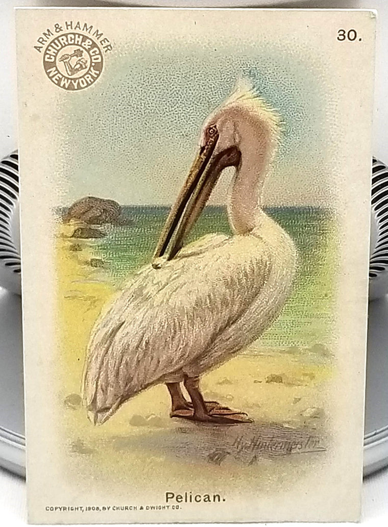 Advertising Trade Card Arm & Hammer Church Dwight Co Bird Series Pelican No. 30 Artist Signed 1908