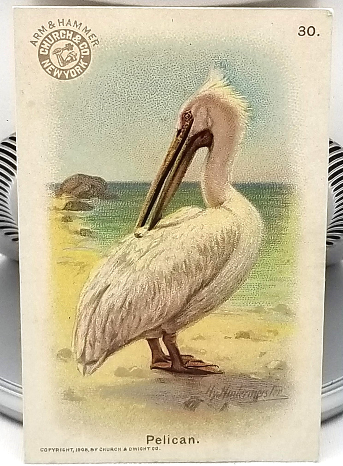 Advertising Trade Card Arm & Hammer Church Dwight Co Bird Series Pelican No. 30 Artist Signed 1908