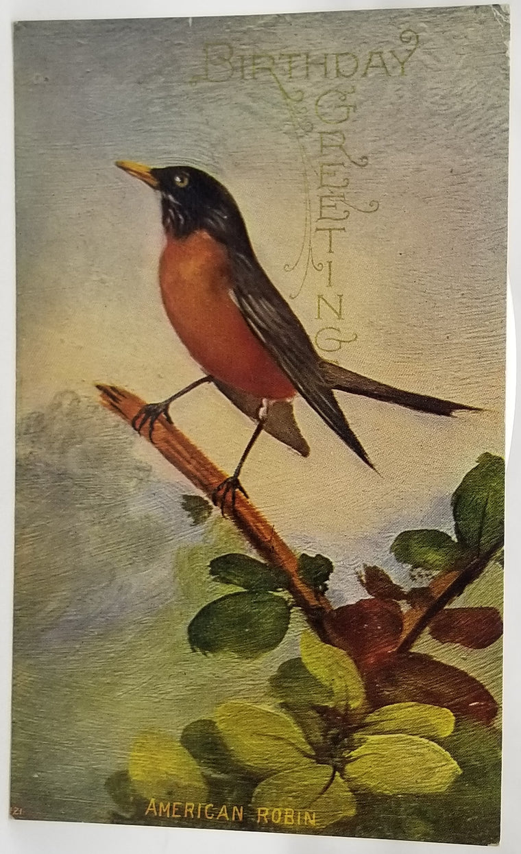 Greetings Postcard Happy Birthday American Robin Bird