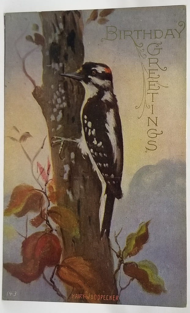 Greetings Postcard Happy Birthday Hairy Woodpecker Bird
