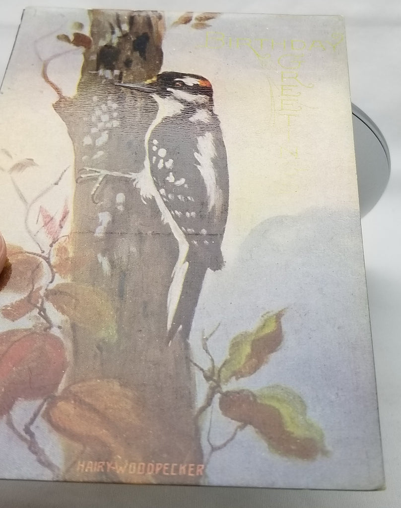 Greetings Postcard Happy Birthday Hairy Woodpecker Bird