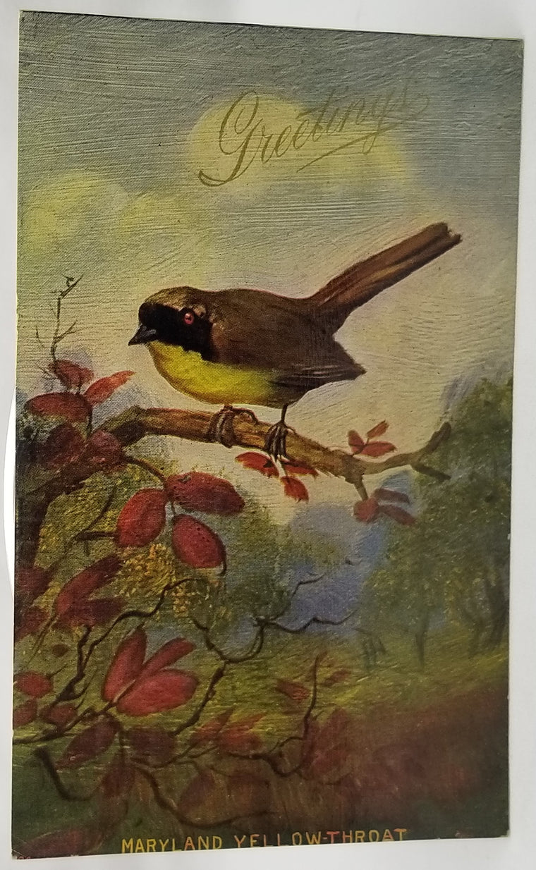 Greetings Postcard Best Wishes Maryland Yellow Throat Bird