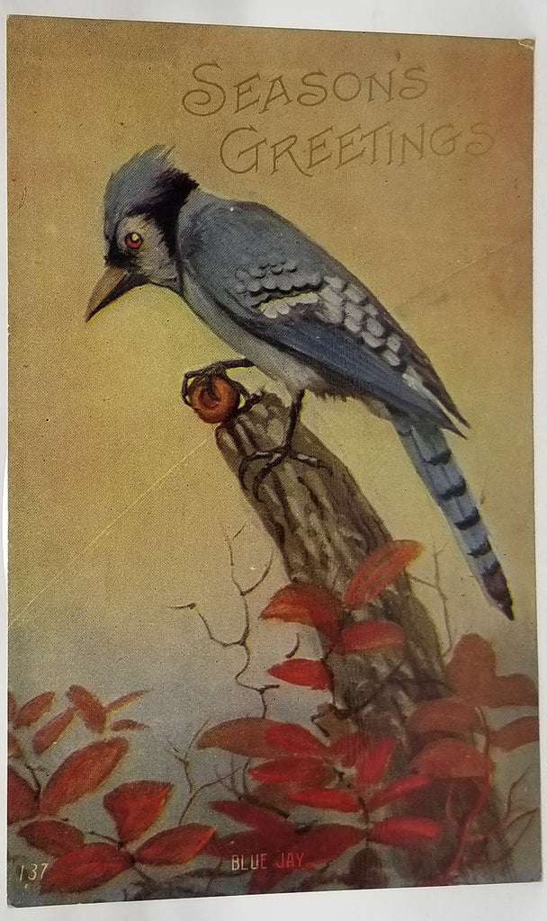 Greetings Postcard Season Greeting Blue Jay Bird