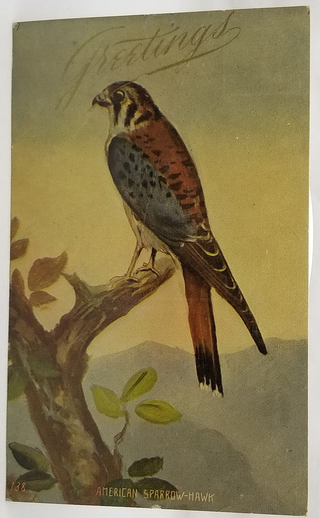 Greetings Postcard Best Wishes American Sparrow Hawk Bird