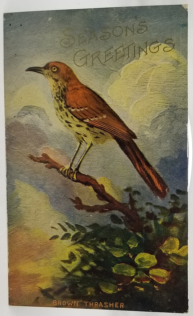 Greetings Postcard Season Greeting Brown Thrasher