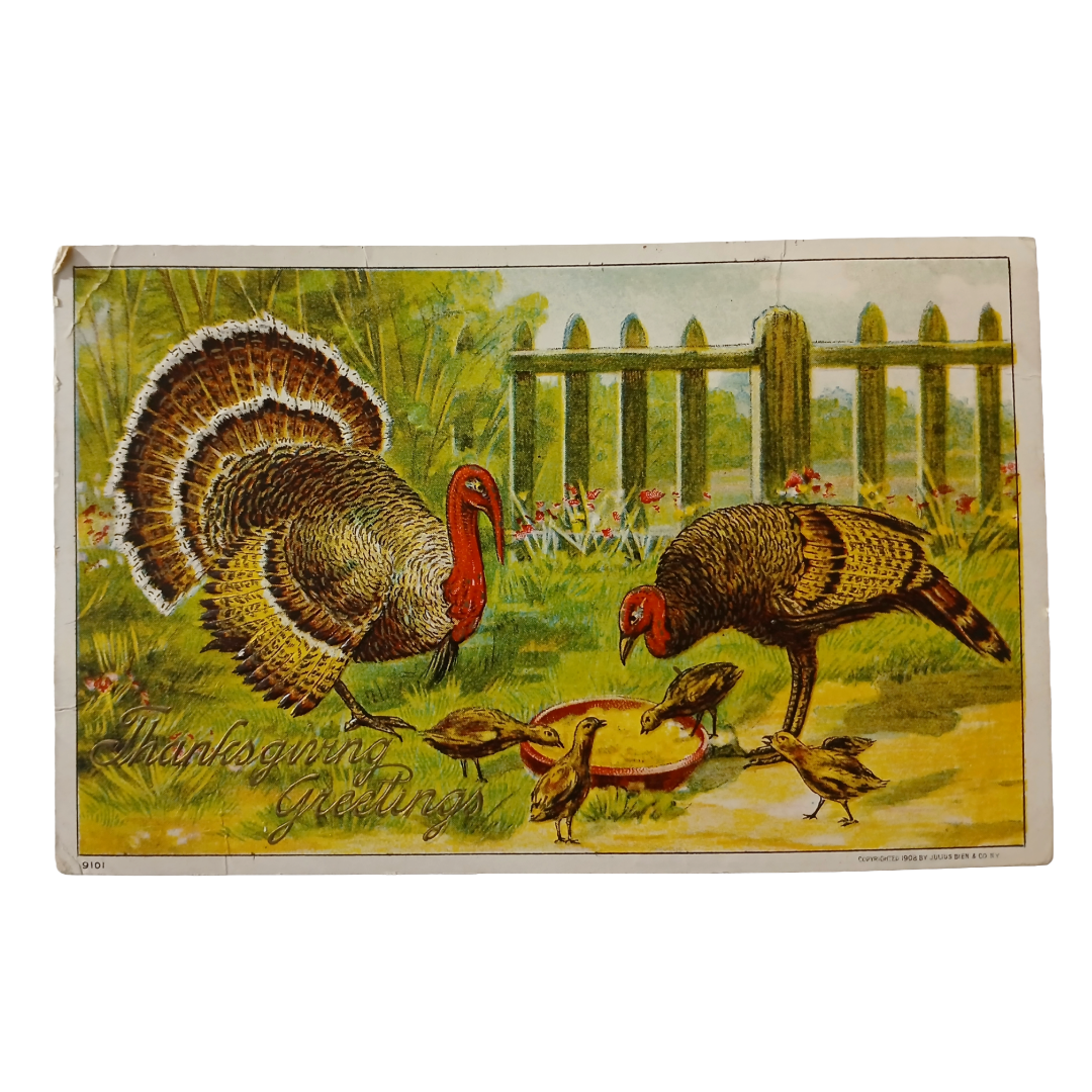 Thanksgiving Postcard Turkeys with Chicks Greenfield's Chocolate Advertising Card