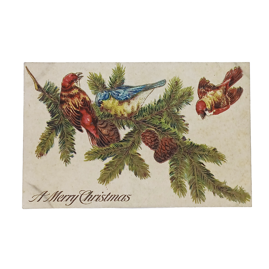 Christmas Postcard Birds on Pine Branch