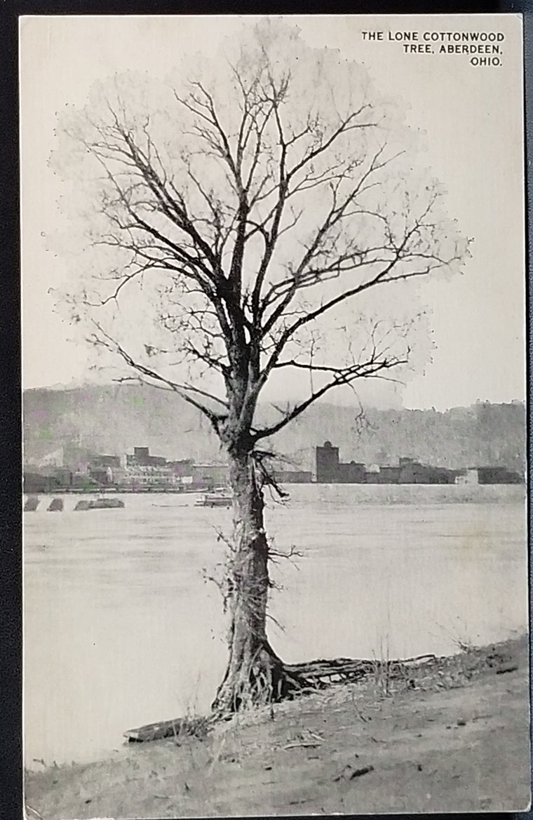 Lone Cottonwood Tree Aberdeen OH Ohio RPPC Style Postcard