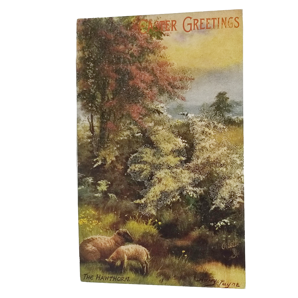 Easter Postcard Sheep in Meadow The Hawthorn Artist Payne Tuck Series 9550 Spring Blossoms