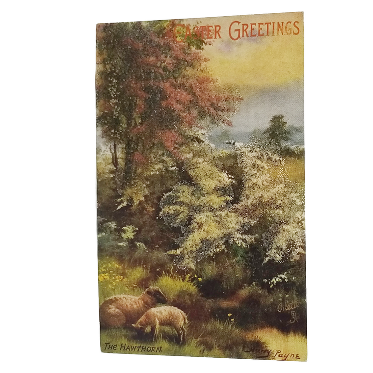 Easter Postcard Sheep in Meadow The Hawthorn Artist Payne Tuck Series 9550 Spring Blossoms