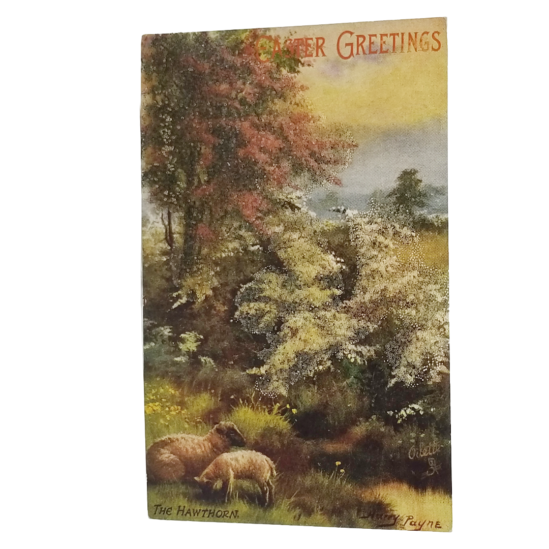Easter Postcard Sheep in Meadow The Hawthorn Artist Payne Tuck Series 9550 Spring Blossoms