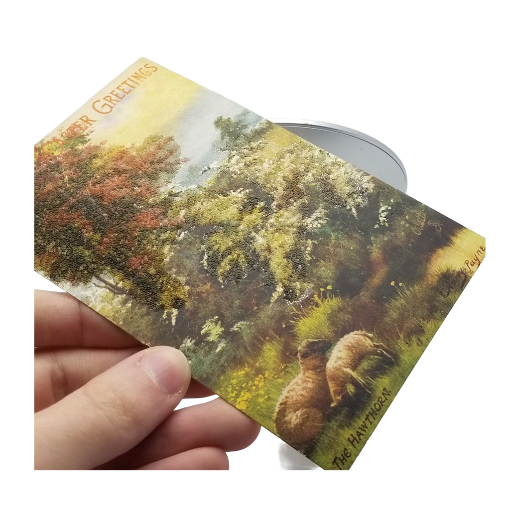 Easter Postcard Sheep in Meadow The Hawthorn Artist Payne Tuck Series 9550 Spring Blossoms